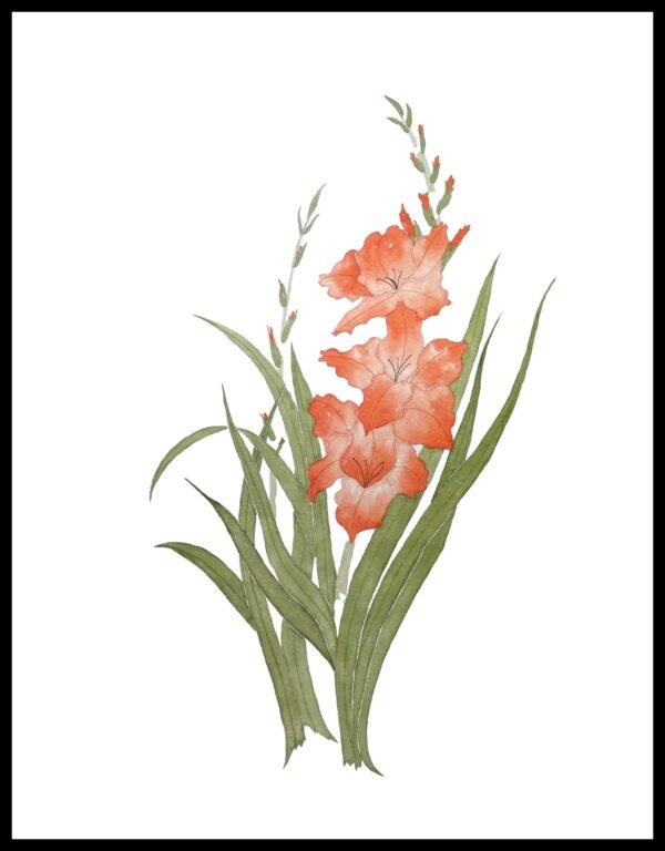 AIM 613 Gladiola (S/N LIMITED EDITION)